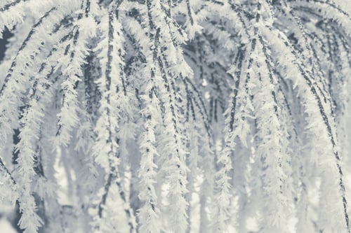 Preview: Frozen Garden Plants Covered by Frost
