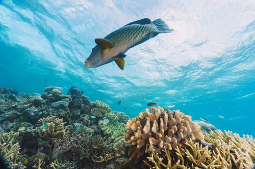 Preview: Cheilinus undulatus, maori wrasse humphead fish in australia