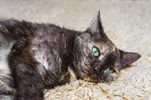 Preview: Domestic tortoiseshell, dark tricolor cat lies on the carpet in room, relaxed pet inside house.