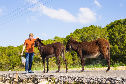 Preview: man caressing and feed a wild donkeys