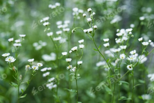 Preview: Chamomile flowers on green background