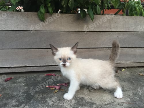 Preview: Kitten