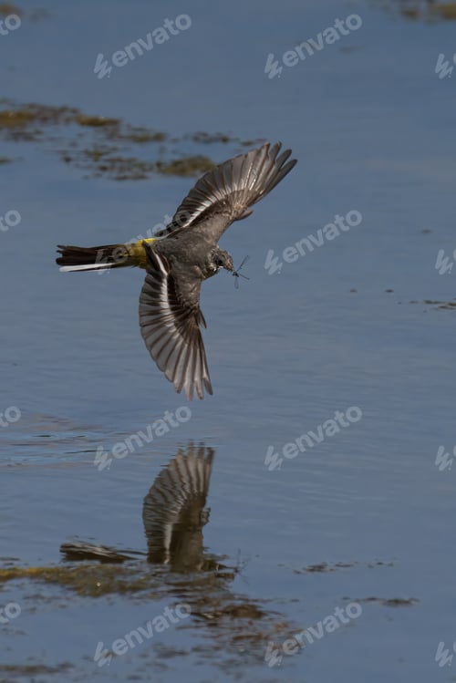 Preview: Grey wagtail soars over the sparkling blue waters of a beach, its wings outstretched