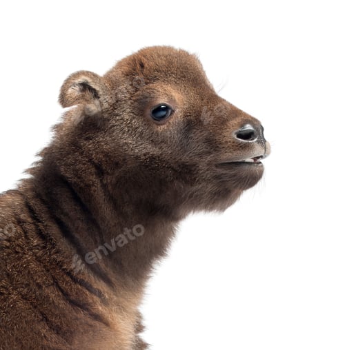 Preview: Mishmi Takin, Budorcas taxicolor taxicol, also called Cattle Chamois or Gnu Goat, 15 days