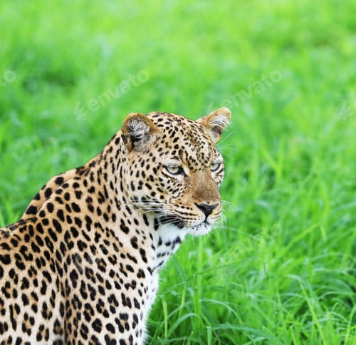 Preview: A Best wildlife destinations in the world