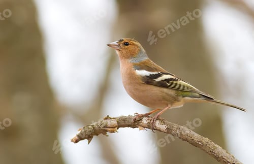 Preview: Finch, chaffinch, fringilla. Bird in the forest sits on a branch