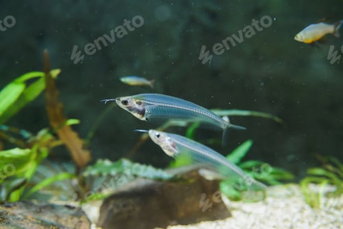 Preview: kryptopterus bicirrhis or asian glass catfish close-up