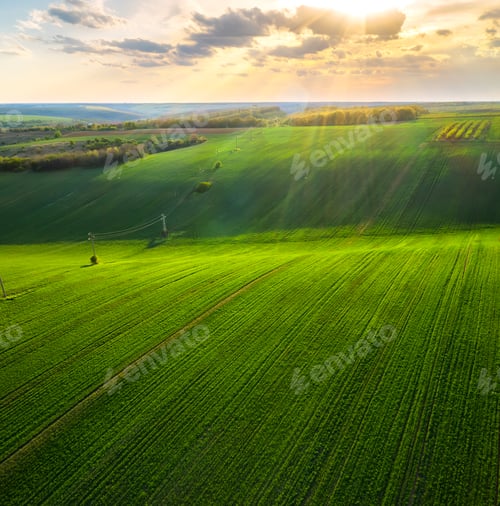 Preview: Green rolling field in golden hour