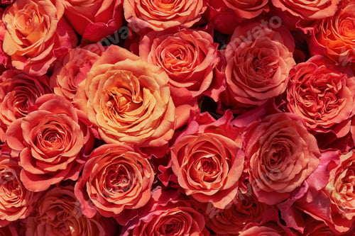 Preview: Red roses background. Mothers day, Valentines Day, Birthday celebration concept. Top view