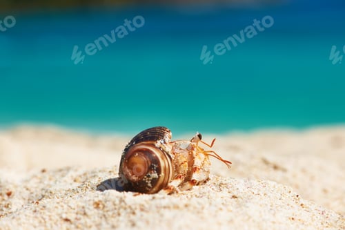 Preview: Hermit crab at beach