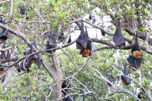 Preview: Flying foxes sleeping upside down in the trees