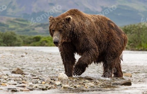 Preview: Brown Bear Fishing for Salmon in Katmai, Alaksa