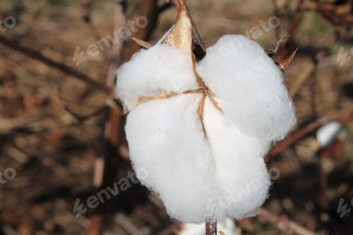 Preview: Close-up shot a white cotton ball ready for harvesting