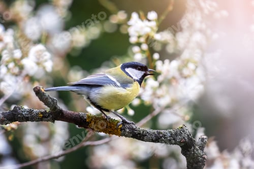 Preview: Small parus on twig with cherry flowers