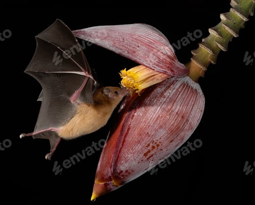 Preview: Bat in the Rainforest of Costa Rica
