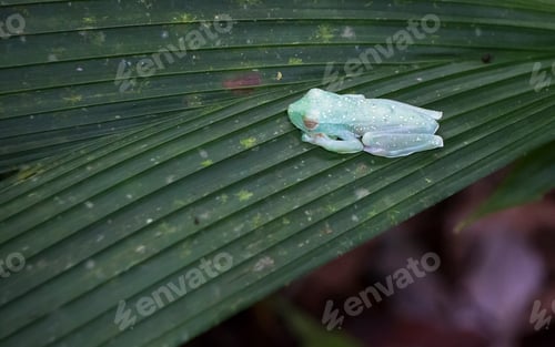 Preview: Scarlet-webbed Treefrog Sleeping in Costa Rica