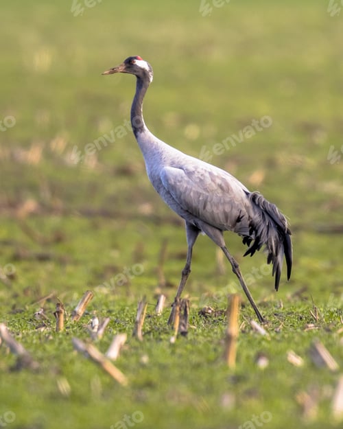 Preview: Crane in grass field