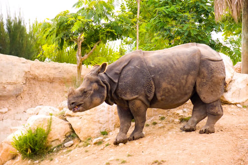 Preview: Rhinoceros
