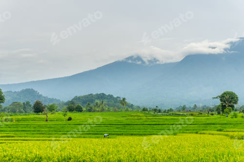 Preview: Beautiful morning view in Indonesia, panoramic landscape of rice fields