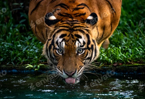 Preview: Natural view of a tiger looking at the camera while drinking water