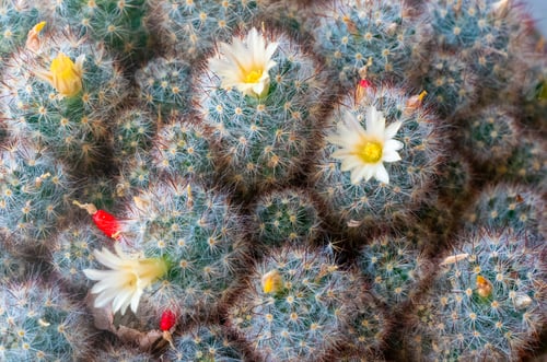 Preview: View of the blooming cactus Mammillaria Gracilis.