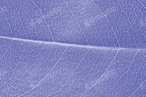 Preview: Macro leaf texture purple colorized with beautiful relief facture of plant, close up macro photo