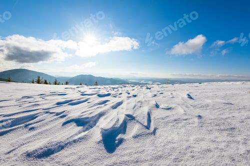 Preview: Beautiful sunny landscape of fluffy fir trees