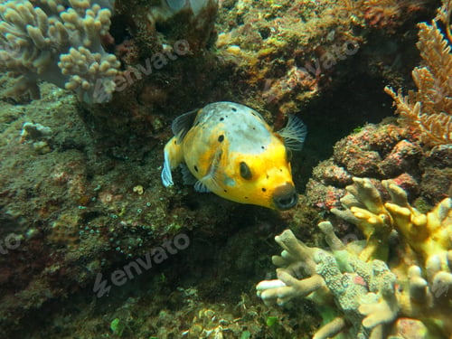 Preview: Thriving coral reef alive with marine life and shoals of fish,