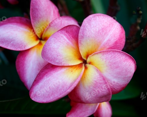 Preview: frangipani flower or Leelawadee flower