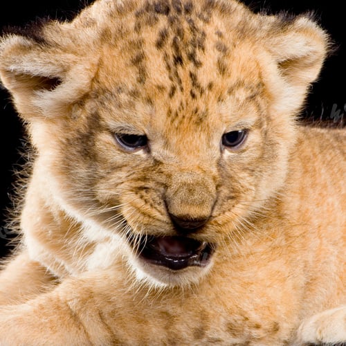 Preview: Lion Cub