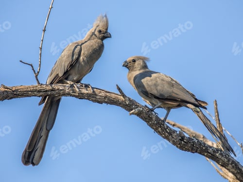 Preview: Grey go away birds courtship