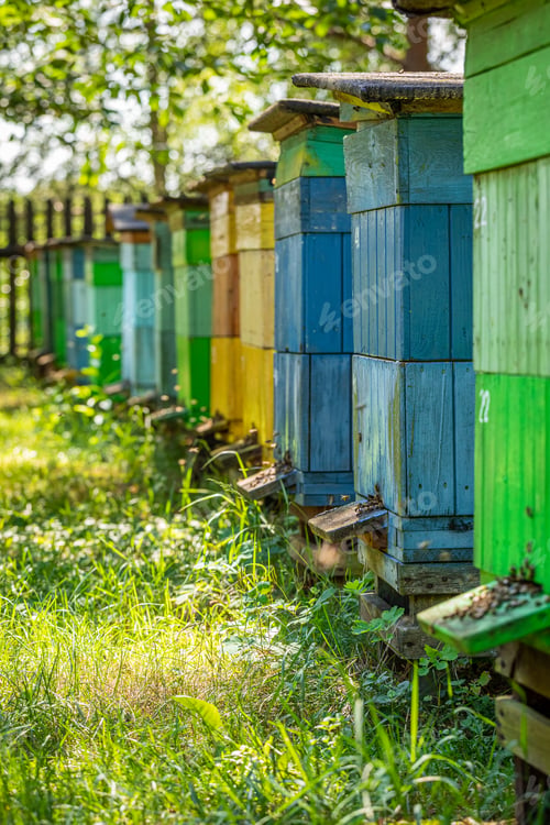 Preview: Wooden apiary in the summer garden, Europe