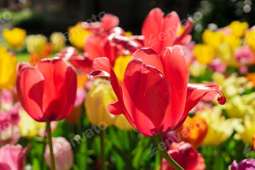 Preview: Tulips and bluebell flowerbed