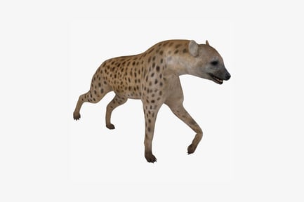 Preview: Hyena in ambulatory stance