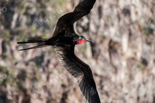 Preview: Male frigate bird displaying red throat, Seymour, Galapagos, Ecuador, South America