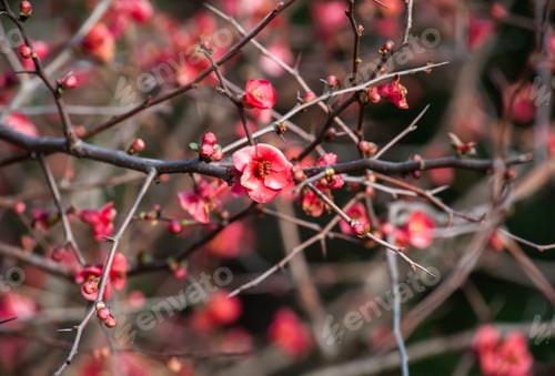 Preview: Spring red flowers on a branch of Japanese quince tree showing bright pink flowers