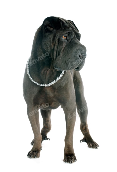 Preview: shar pei