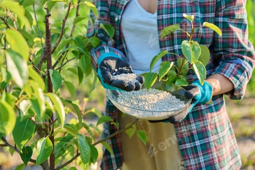 Preview: Fertilizing fruit trees pear trees with mineral granulated fertilizers