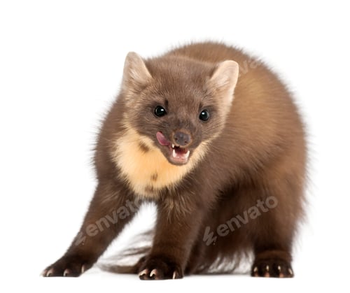 Preview: European Pine Marten or pine marten, Martes martes, 4 years old, standing against white background
