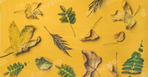 Preview: Flat-lay of dried yellow and green fallen tree leaves