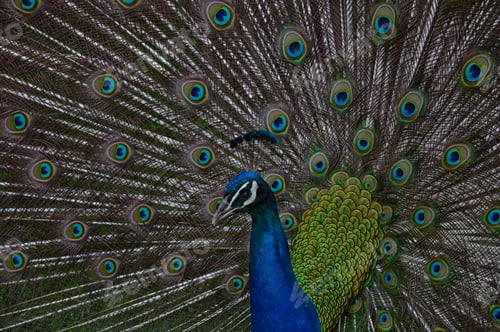 Preview: Selective focus shot of a beautiful Peacock in the zoo