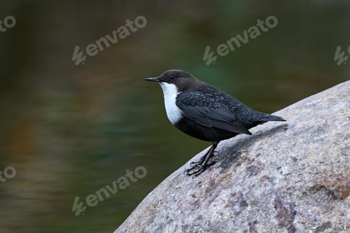 Preview: White-throated dipper (Cinclus cinclus)