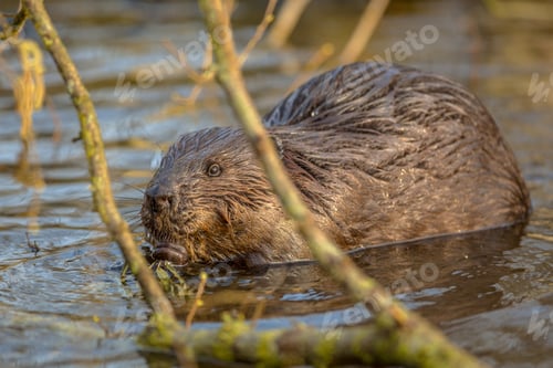 Preview: Eurasian beaver in water peeking through branches
