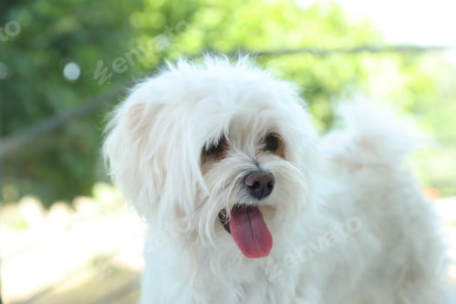 Preview: Cute white Maltese dog at home. Adorable pet