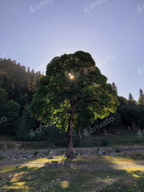 Preview: Sun rays through the tree