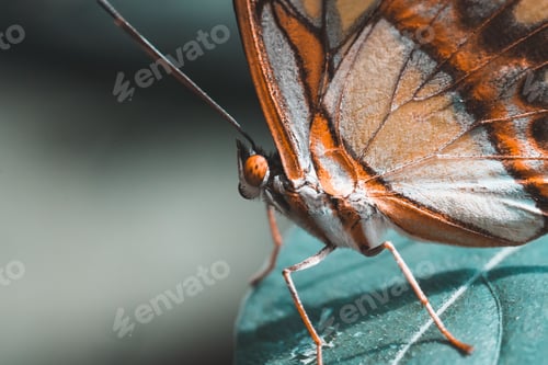 Preview: Macro shot of a beautiful bright patterned butterfly on a plant