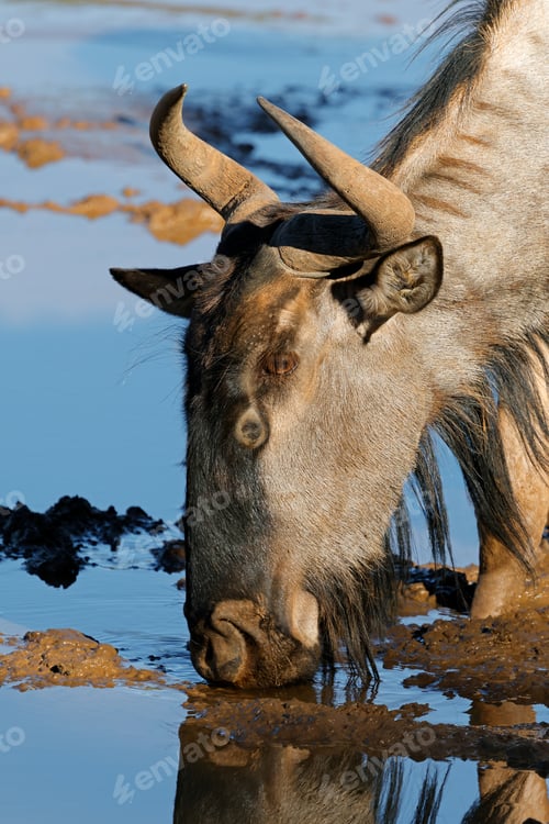 Preview: Blue wildebeest drinking water