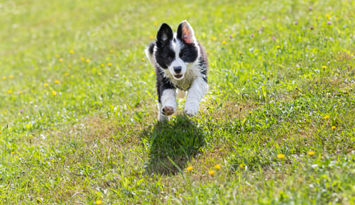 Preview: Happy puppy dog running on green yard 2