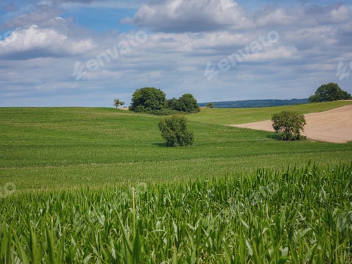 Preview: a cornfield somewhere on the france-switzerland border