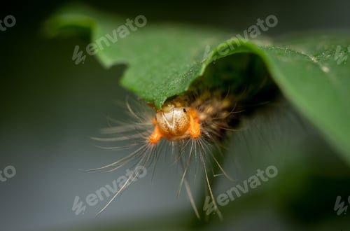 Preview: Close-up photo of a caterpillar eating a green leaf